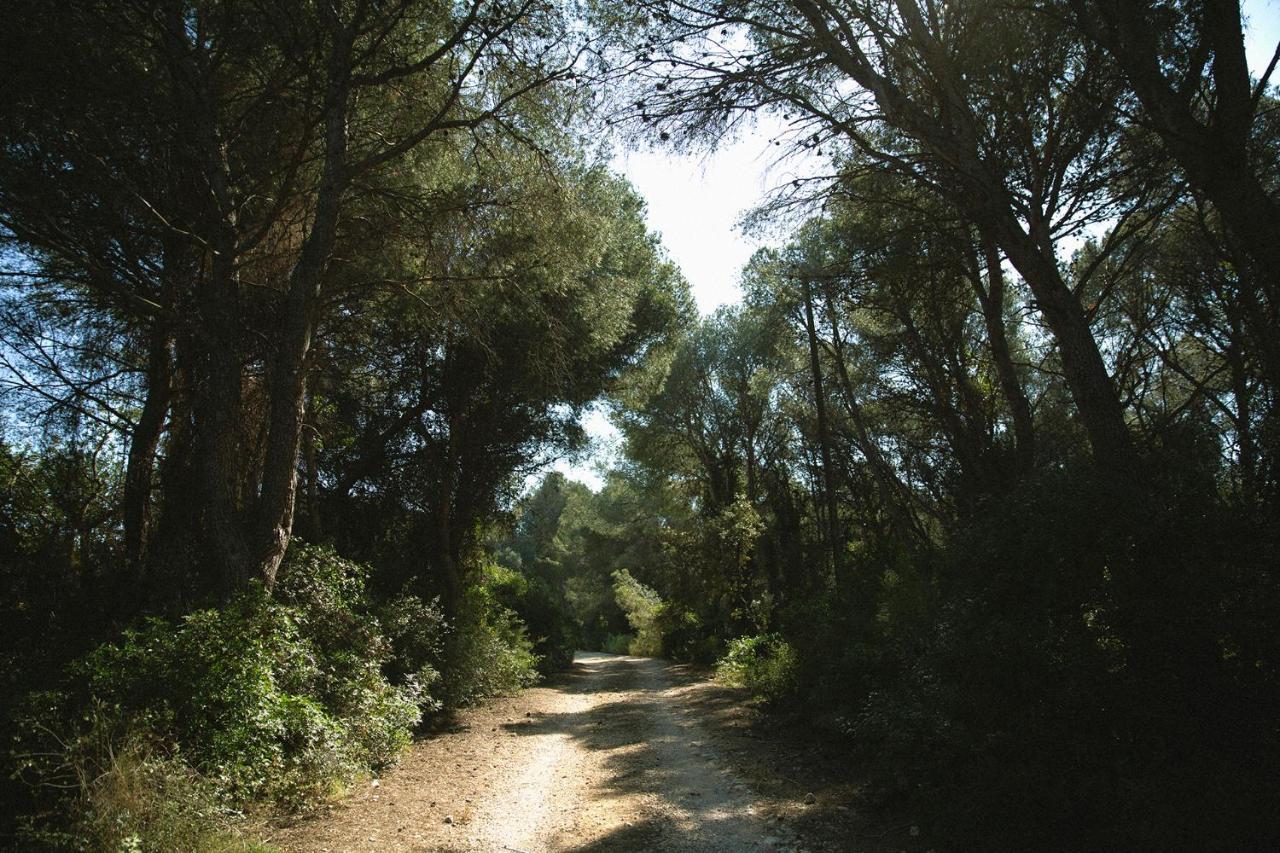 Masia Bartomeu Rural House Between Vineyards 2Km From The Beach El Vendrell Ngoại thất bức ảnh
