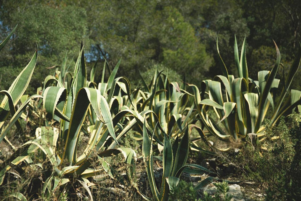 Masia Bartomeu Rural House Between Vineyards 2Km From The Beach El Vendrell Ngoại thất bức ảnh