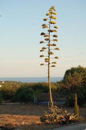Masia Bartomeu Rural House Between Vineyards 2Km From The Beach El Vendrell Ngoại thất bức ảnh