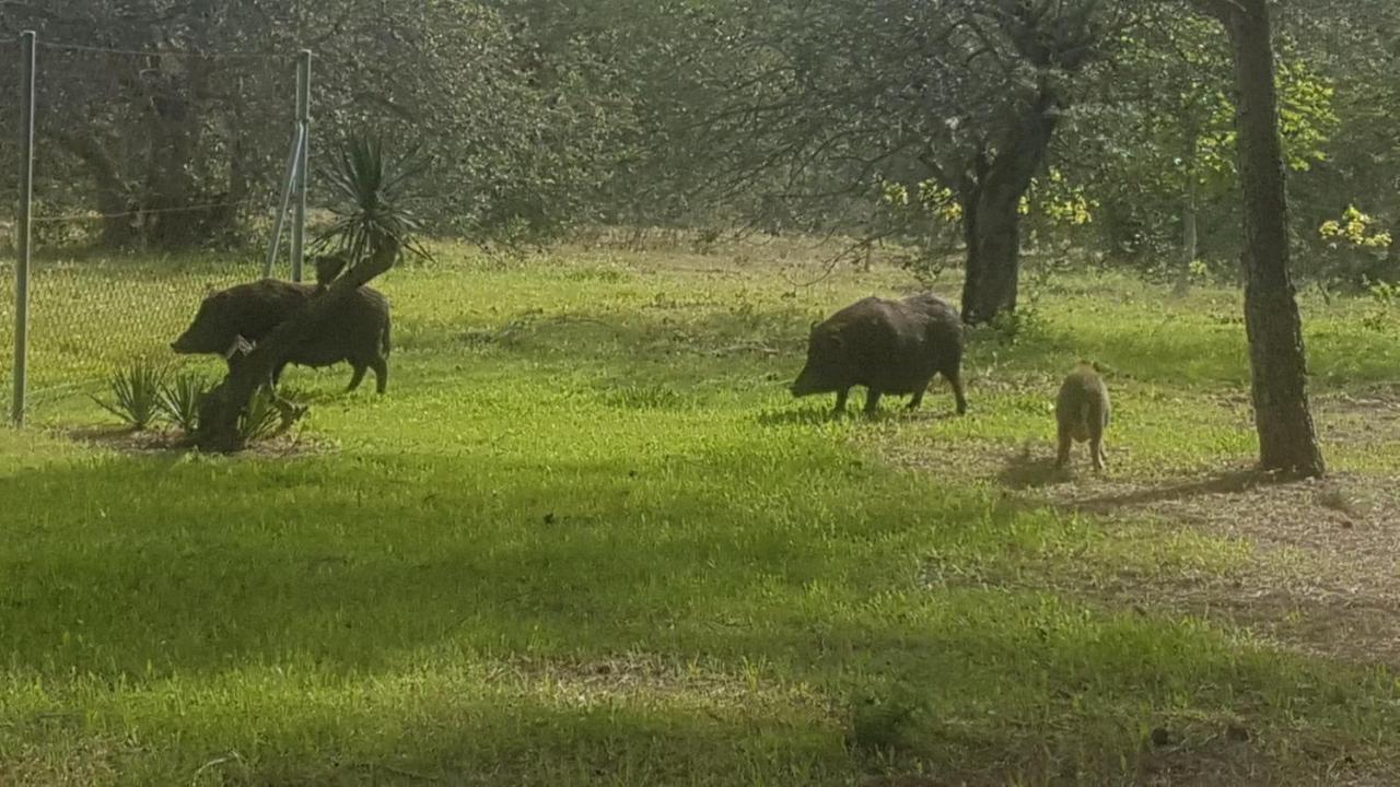 Masia Bartomeu Rural House Between Vineyards 2Km From The Beach El Vendrell Ngoại thất bức ảnh